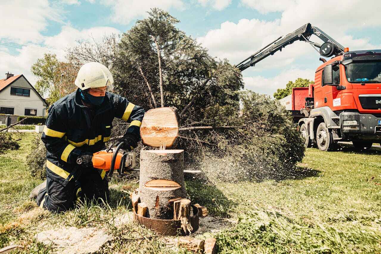 The Steps Involved in Our Tree Care Process in Marble Hill, MO